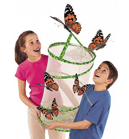 Purchase Live Butterfly Kits from Spotty Green Frog