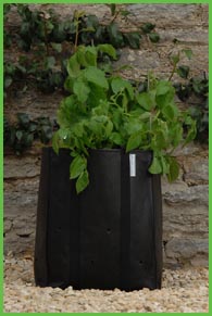 Growing Potatoes in Containers
