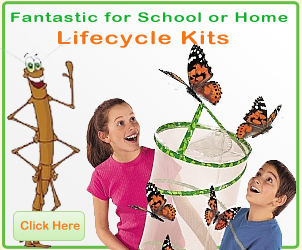 Buy stick insect kits from Spotty Green Frog