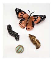 Butterfly Life Cycle Set