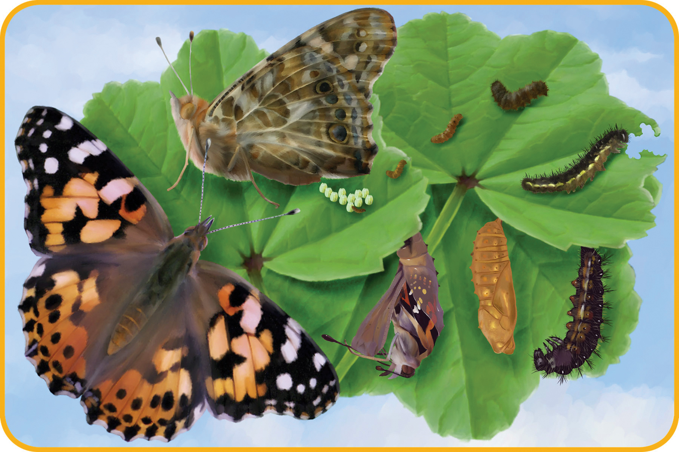 Butterfly Jigsaw Puzzle