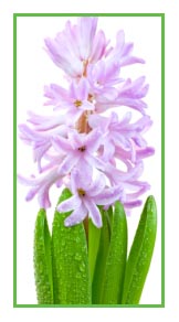 Hyacinth Pink