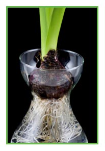 Hyacinth Roots