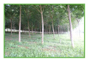 Rubber Trees